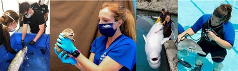 Getting into Aquatic Animal Medicine — IAAAM.